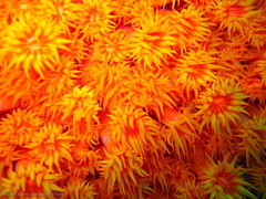 Tubastraea coccinea