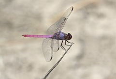 Orthemis ferruginea