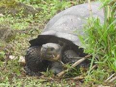 Chelonoidis niger donfaustoi