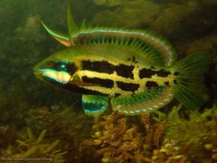 Heteroscarus acroptilus