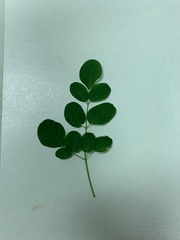 Moringa oleifera