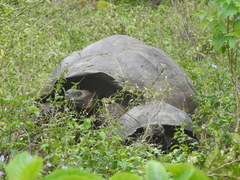 Chelonoidis niger donfaustoi