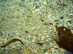 Platycephalus fuscus