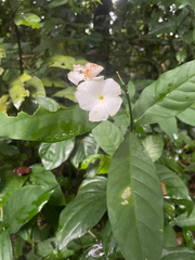 No known synonyms (Callichilia subsessilis)
