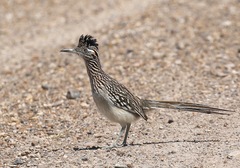 Geococcyx californianus