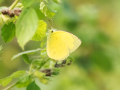 Eurema hecabe