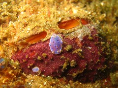 Goniobranchus thompsoni