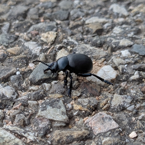 Timarcha tenebricosa