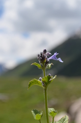 Nepeta bucharica