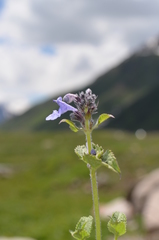 Nepeta bucharica