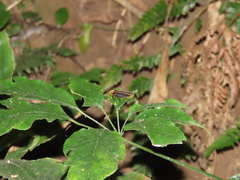 Pyrocoelia praetexta