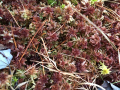 Sphagnum rubellum