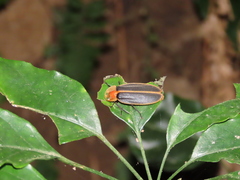 Pyrocoelia praetexta