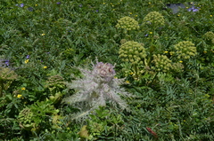 Arctium nidulans