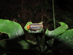 Pyrocoelia praetexta