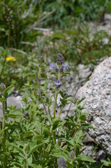 Nepeta bucharica