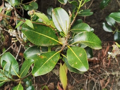 Sideroxylon borbonicum