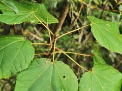 Dombeya ciliata