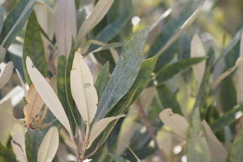 Kapok Mangrove (Camptostemon schultzii)