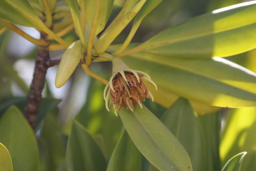 rib-fruited orange mangrove (Bruguiera exaristata)