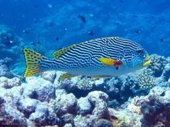 Plectorhinchus lineatus