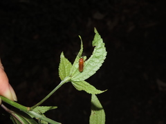 Stenocladius bicoloripes