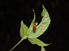 Stenocladius bicoloripes
