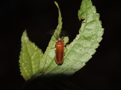 Stenocladius bicoloripes