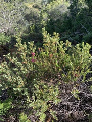 Erica abietina