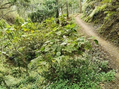 Boehmeria macrophylla