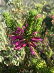 Erica abietina