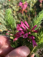 Erica abietina