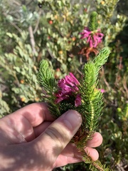 Erica abietina