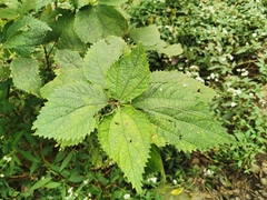 Boehmeria macrophylla