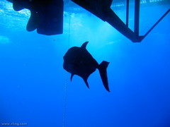 Caranx ignobilis