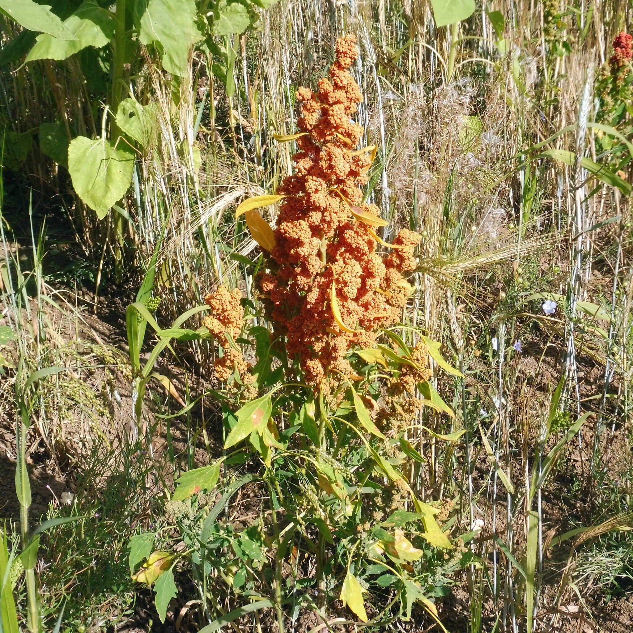 Quinoa (Chenopodium quinoa)