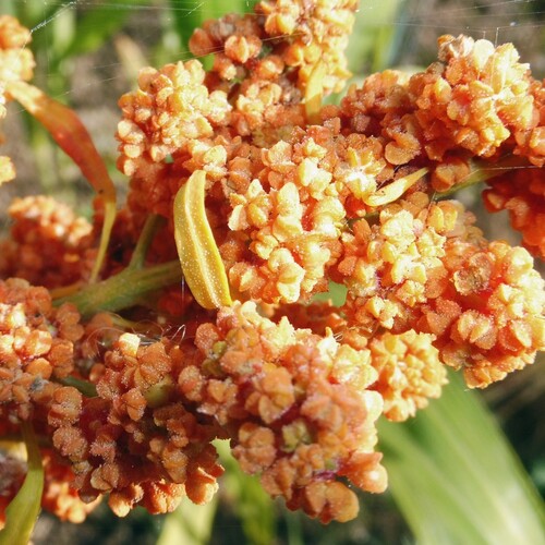 Chenopodium quinoa, photograph 3