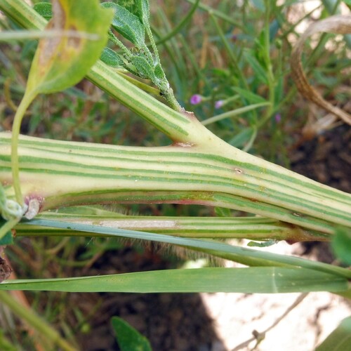 Chenopodium quinoa, photograph 4