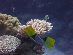 Forcipiger longirostris