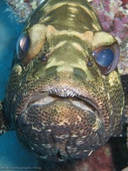 Epinephelus polyphekadion
