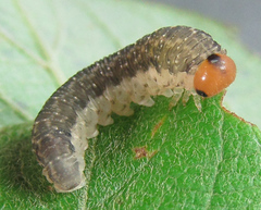 Empria immersa