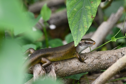 Eutropis multifasciata