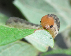 Empria immersa