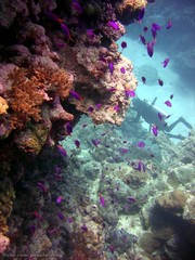 Mirolabrichthys tuka