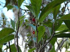 Psychotria ligustrifolia