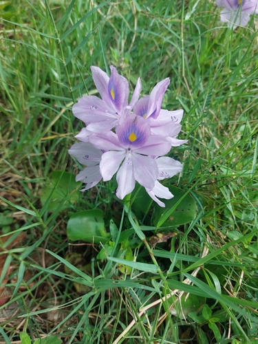 Pontederia crassipes
