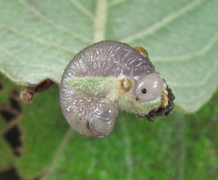 Empria immersa