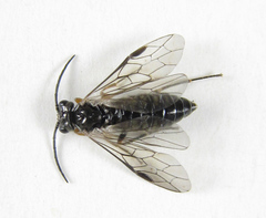 Empria immersa