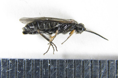 Empria immersa