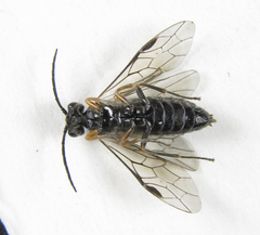 Empria immersa